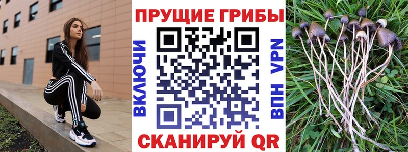 сайты даркнета наркотические препараты  Светлогорск  Псилоцибиновые грибы Cubensis 